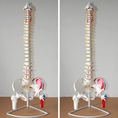 Human spine pelvis model Spine Care