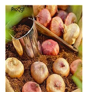 bulb Ngryise 10 шт набор Vaniot Houtt gladiolus лампочка - Цвет: bulb