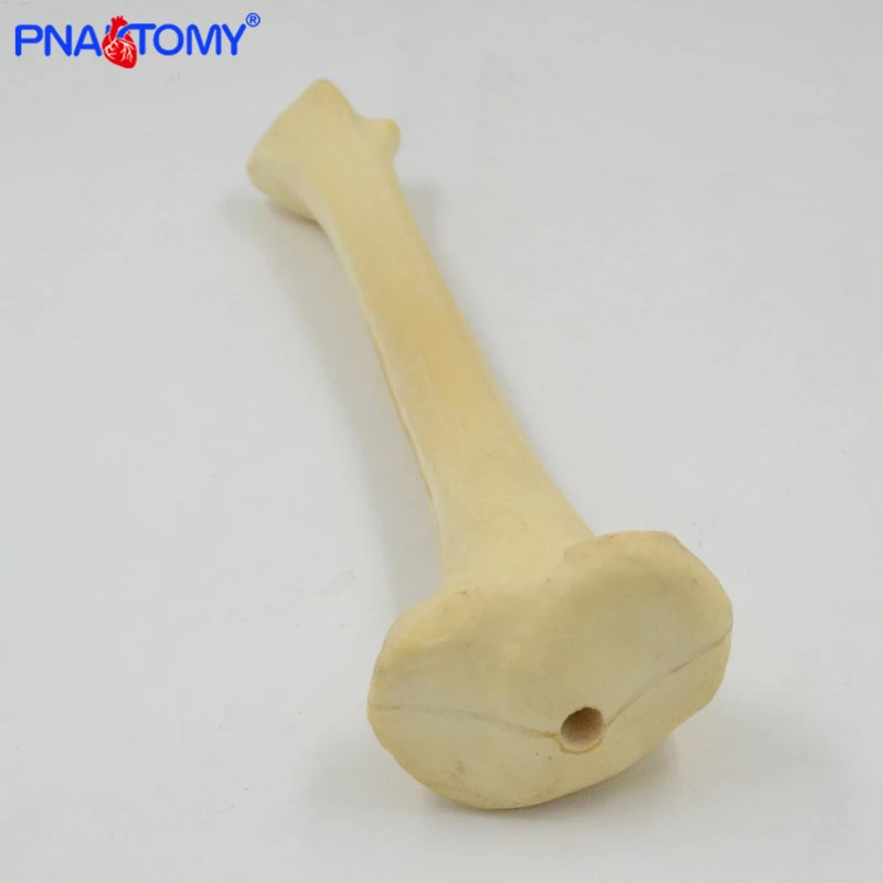 Ортопедический инструмент в натуральную величину демонстрация модель большой