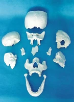 11pcs hot advanced scattered bones of skull model dispersive bone teaching skeleton models biology medical supplies