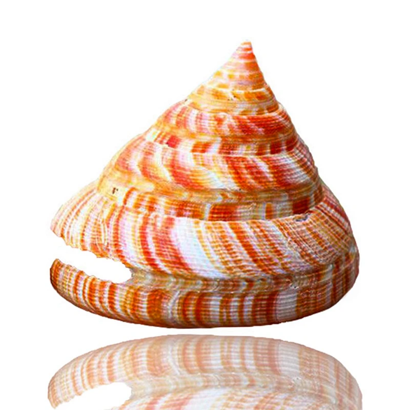 Топ Император щелевая оболочка конусные оболочки Многоцелевой DIY ремесла