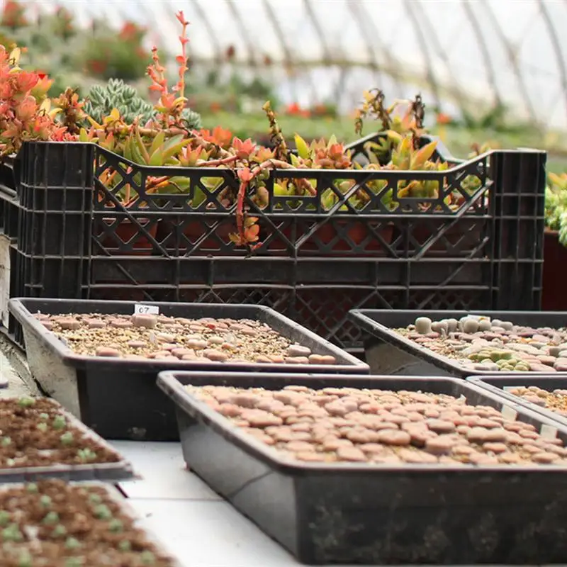 

3 Sets Plastic Garden Growing Pots High Bottom Nursery Pots Propagation Pots With Trays With Drainage Holes
