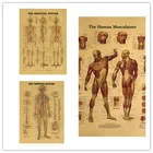 3 пакета-мышечная + Скелет + мышечная ткань анатомический Плакат Набор-мышечная и скелетная система анатомические диаграммы 42 см * 30 см