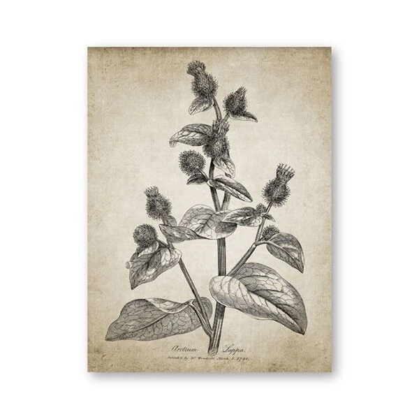 

Винтажные ботанические плакаты на холсте aooins