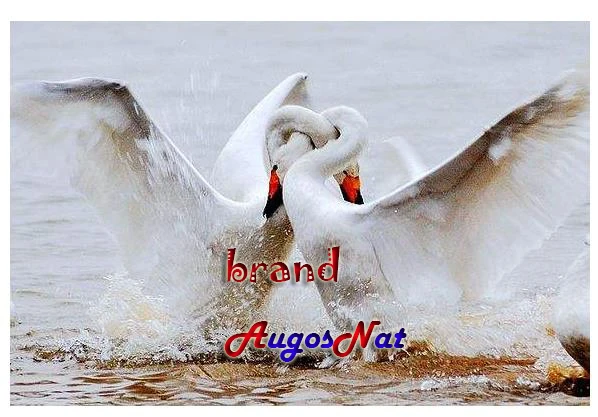 Алмазная живопись с птицами полные лебеди вышивка Стразы свадебная мозаика