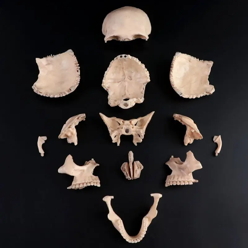 

15pcs/set 4D Disassembled Skull Anatomical Model Detachable Medical Teaching Tool 2019 New Dropshipping