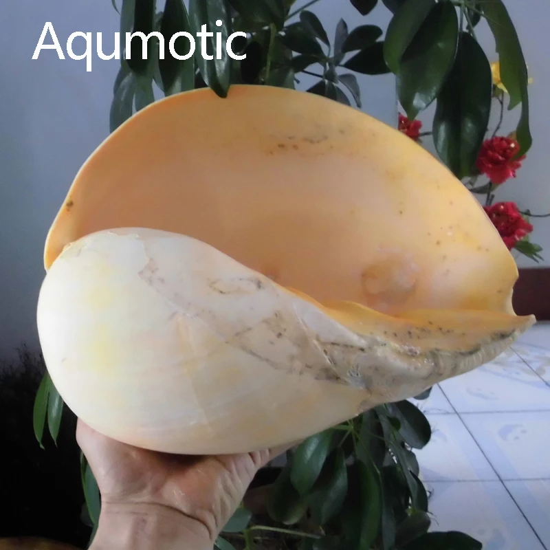Aqumotic India Volute Coconut Snail Shell Yellow Conch Melo Big Not Shellfish Tank Home Aquarium Landscaping Decoration |