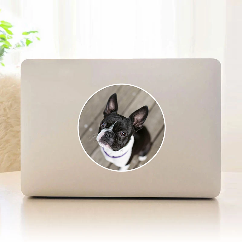 

Милый щенок бостон терьера Виниловая наклейка для ноутбука / транспортных средств / стены / планшета / окна / двери / телефона, наклейки для но...