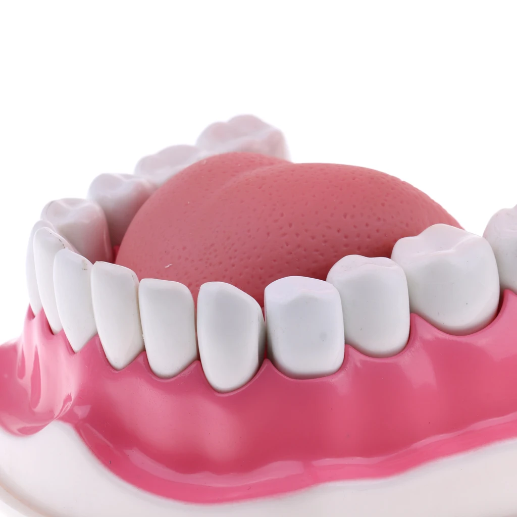 

2 Times Human Teeth Model w/ Removable Teeth Study Kit - B