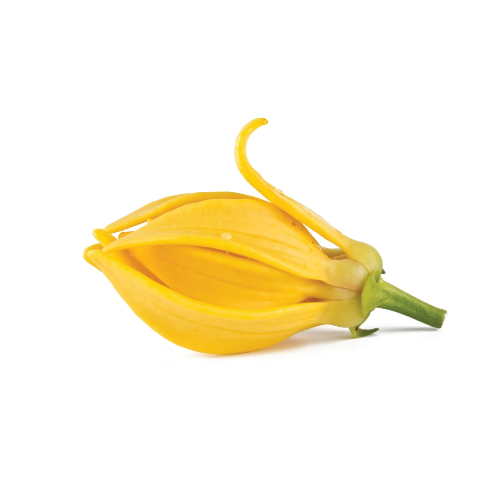 Эфирное масло Ylang ylang AKARZ натуральное косметика свечи мыло ароматизатор сделай