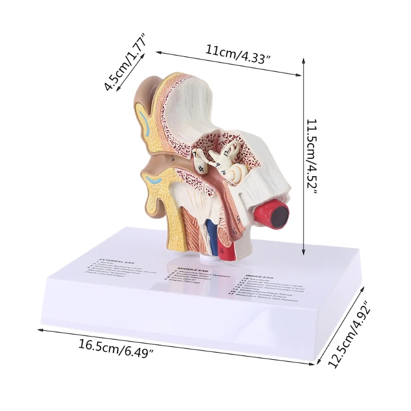 

1.5 Times Life Size Human Ear Model Scientific Anatomy Teaching Supplies Anatomical Study Display Professional