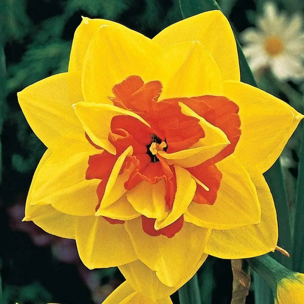 5 нацилловых лампочек желтые и красные нацилловые лампочки приятные