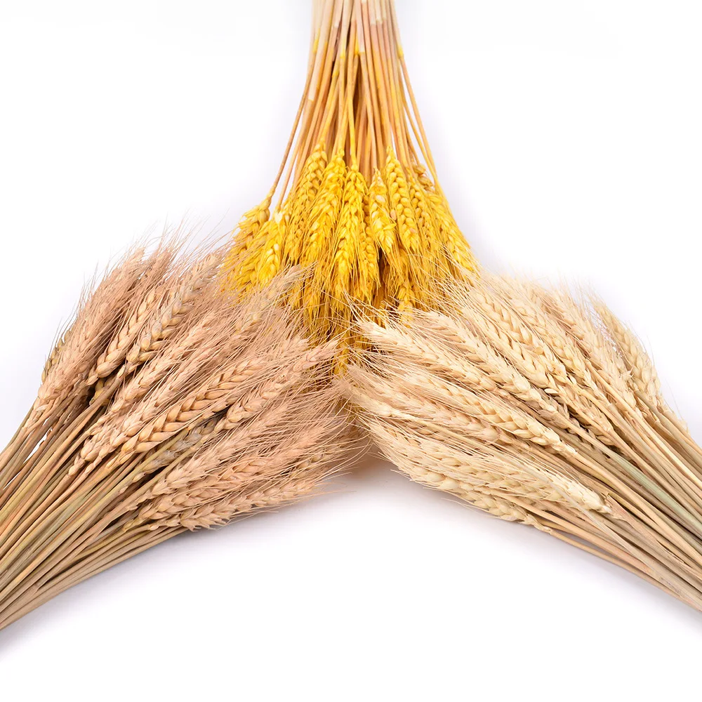 100 шт. искусственные пшеничные уши натуральные сухие цветы зернистый букет для