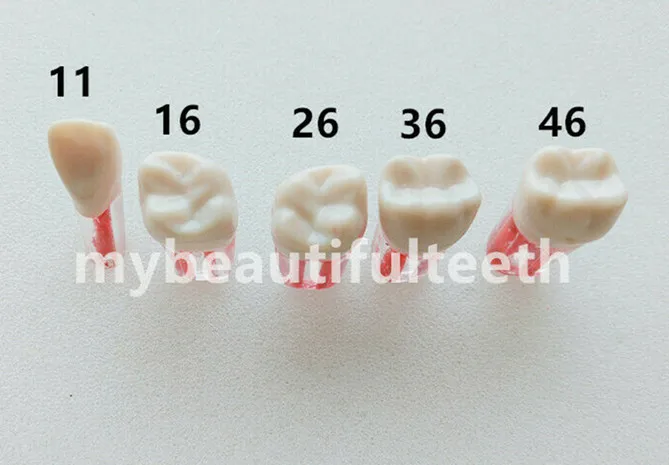 5 шт./лот стоматологические эндокорневые пульпы для корневых каналов