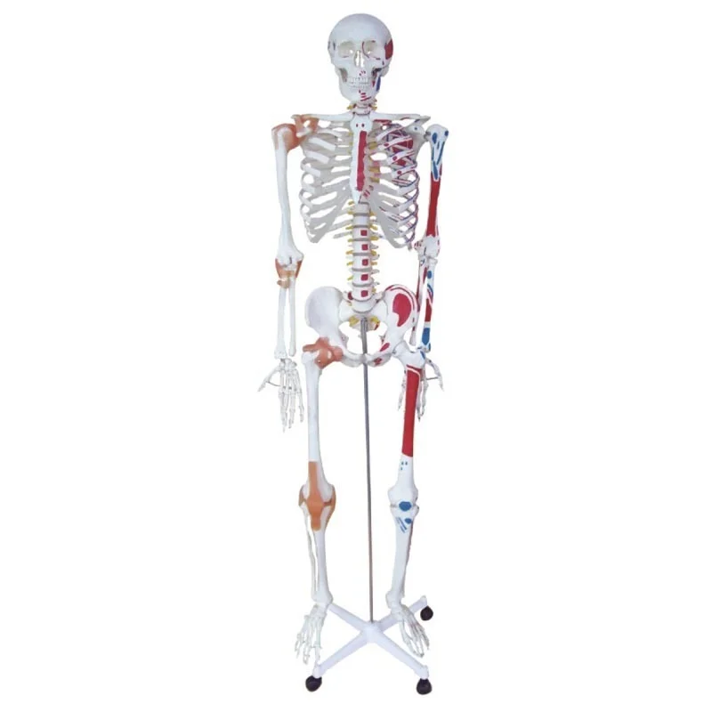

Human Bone Half Muscle Coloring Half Attached Ligament Model Human Torso Body Anatomy Medical Model