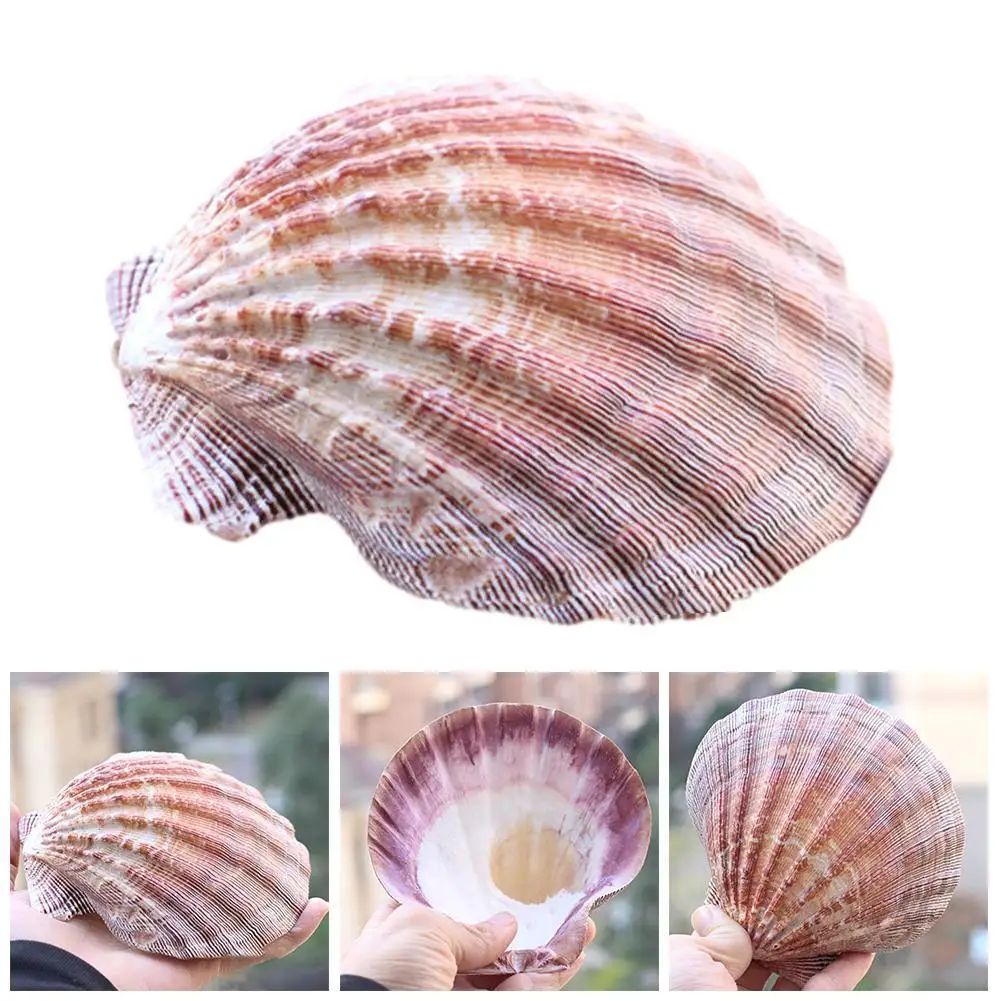 

12-17cm Brown Natural Lion's Claw Shell Conch Snail Sea Shells Diy Beach Wedding Decorations Aquarium Landscape Home Craft Decor
