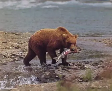 

Wild Grizzly Bear Animal Wildlife Wall Decor Art Print Poster