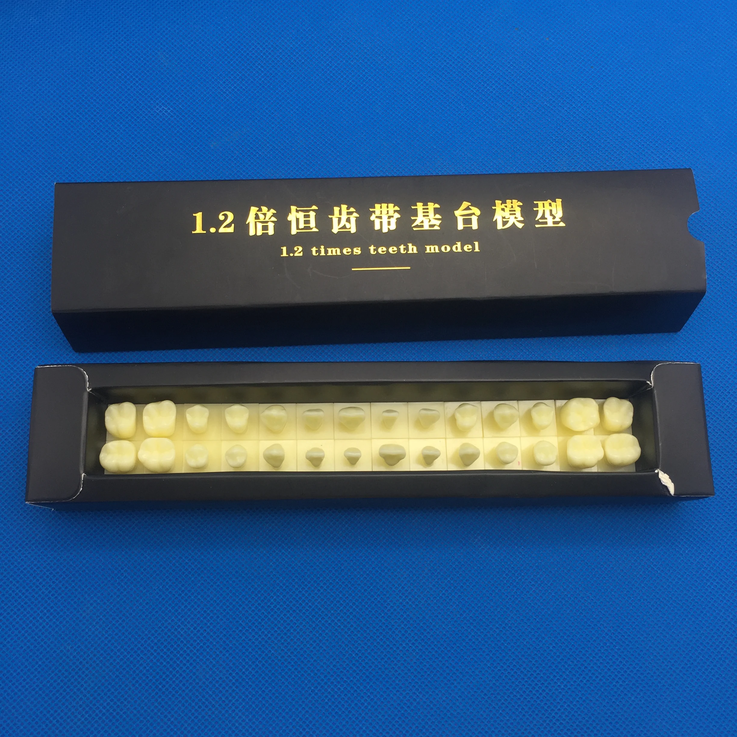 Модель перманентных зубов с базой 1 раз натуральный размер стоматологический