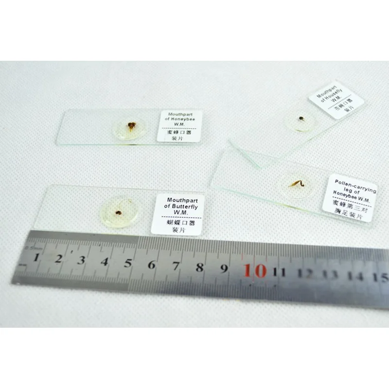 100 шт. стеклянные предметы для микроскопа в пластиковой коробке | Инструменты