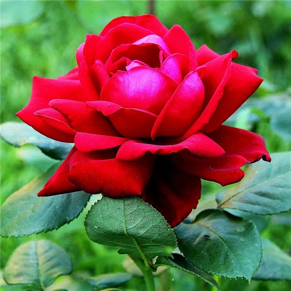 flower 4047 AZQSD Алмазная Вышивка Цветы ручная работа алмазная картина Роза картина Стразы Алмазная мозаика домашний декор ремесла подарок - Цвет: flower 4047