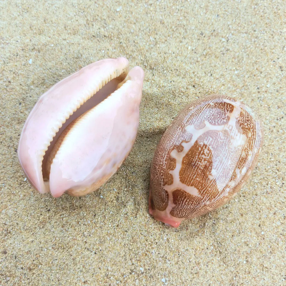 Ракушки из натуральной карты ракушки морские домашний декор пляжные свадебные