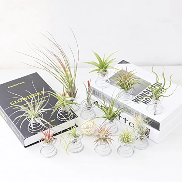 20 упаковок подставка для растений контейнер Tillandsia железной проволоки стеллажи