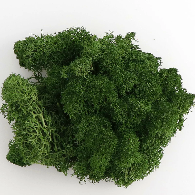 

20g Piante Artificial Green Plant Immortal Fake Flower Moss Grass Home Living Room Decorative Wall DIY Flower Mini Accessories