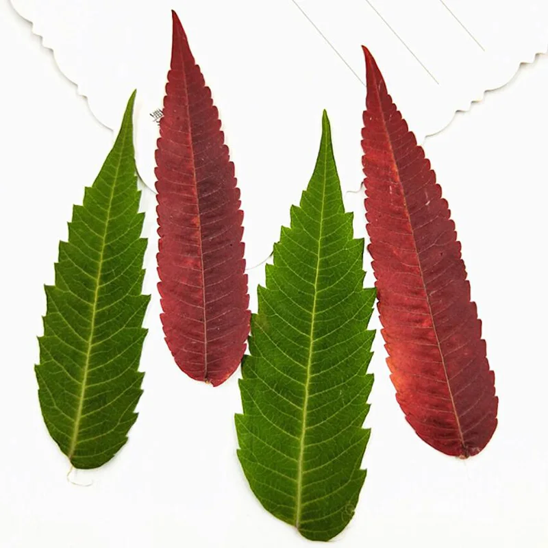 

60pcs Dried Pressed Green/Red Rhus Typhina Leaf Leaves Plant Herbarium For Jewelry Photo Frame Bookmark Phone Case DIY