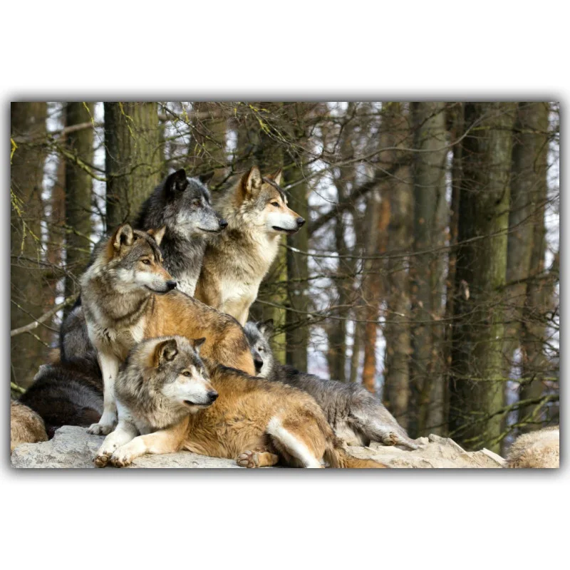 

Плакат с изображением снега, гор, леса, волков, животных, пейзажа, искусство, Шелковый плакат, украшение для дома, картина, обои для гостиной