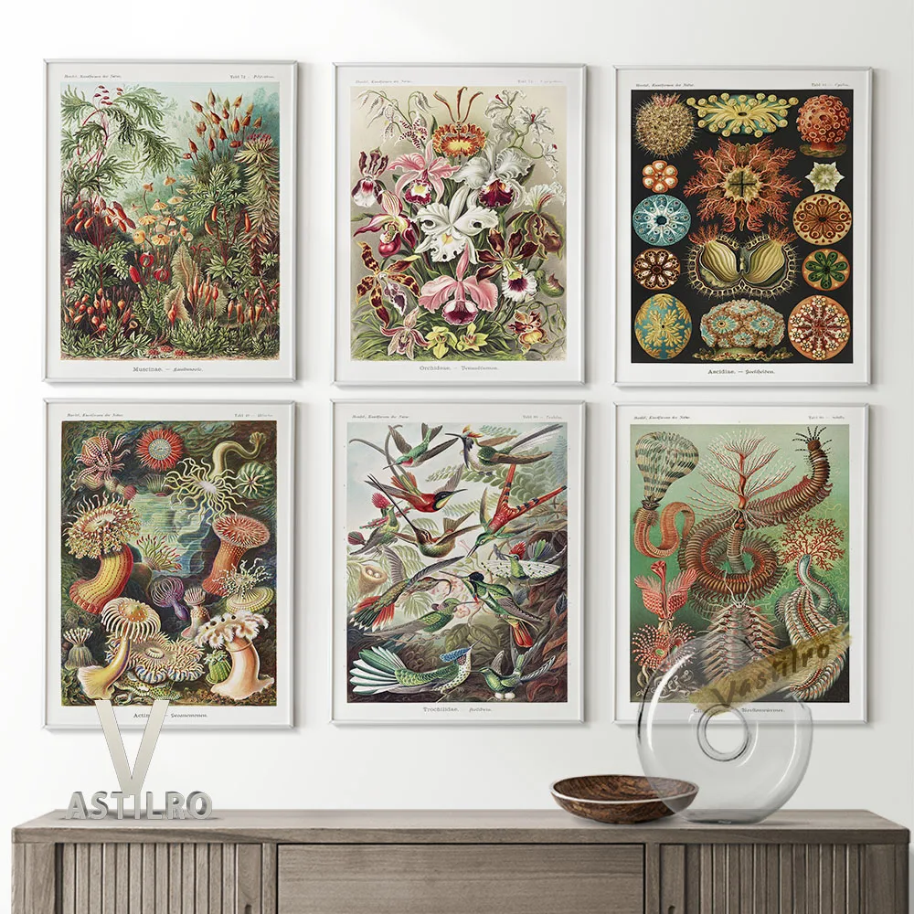 

Ernst Haeckel Surrealism Exhibition Retro Poster Actiniae Orchidae Trochilidae Art Print Wall Picture Canvas Painting Home Decor