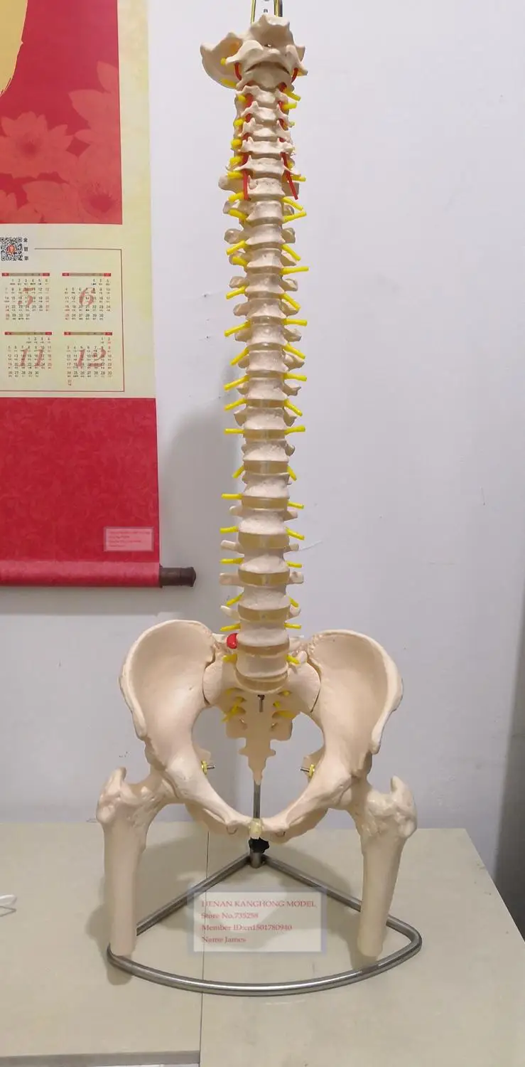 Life-Size Vertebral Column with Pelvis and Femur Heads，Spine, pelvis, femur