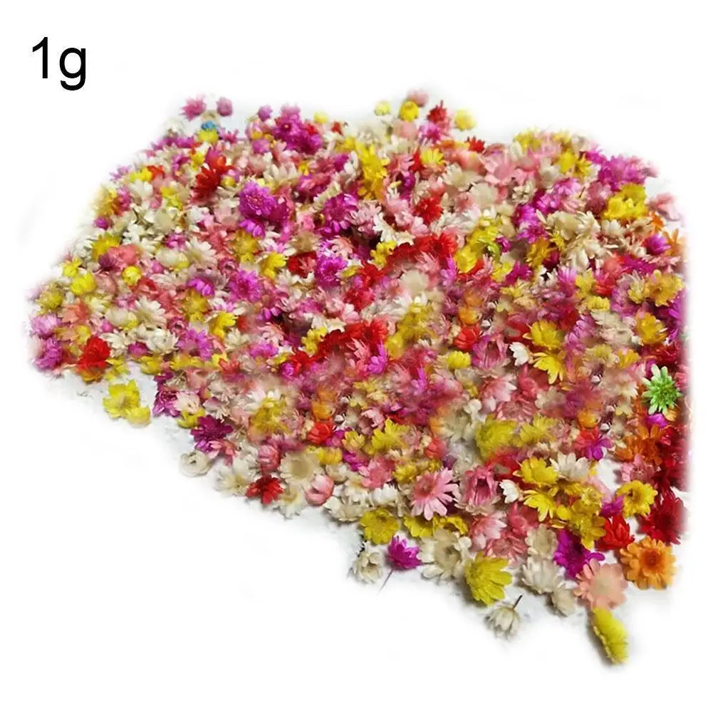 

Small Star Flower Dried Flower Head Glass Cover Ball Filling