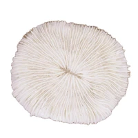 natural mushroom coral white collectibles display 8 9cmx10 11cm