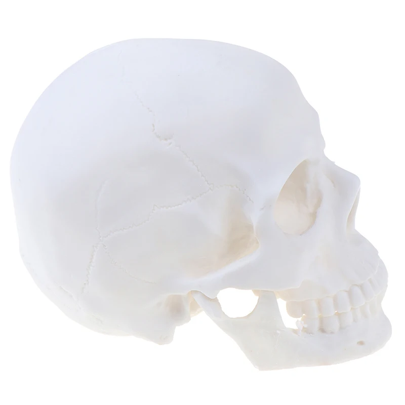 Skull Statue Sculpture Crafts Education Painting Medical Model Resin Halloween Home Decoration Accessories | Дом и сад