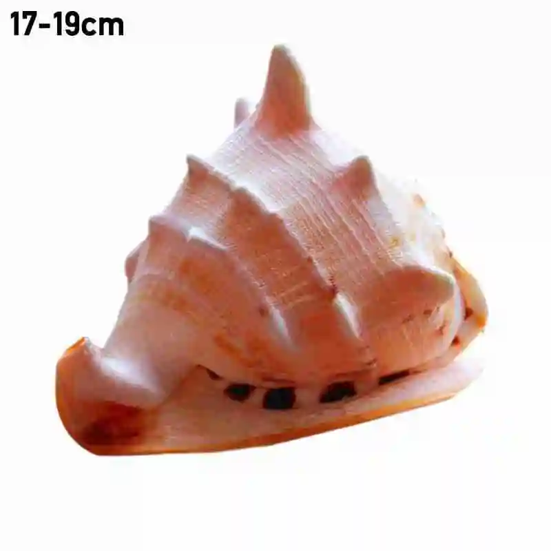 

Natural Lucky Snail Home Furnishings Specimen Snail Conch Shell Window Decoration Seashells Aquarium Landscaping Fish Tank