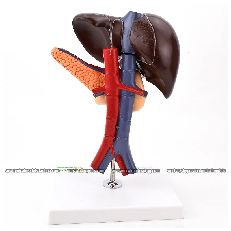 13019/анатомическая модель разложения duodenum | Канцтовары для офиса и дома