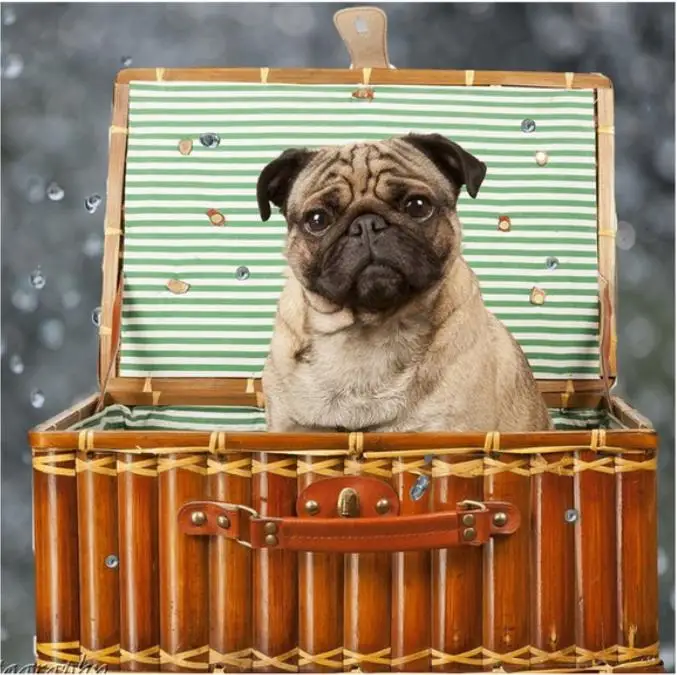 5D алмазная живопись сделай сам животные щенки мопсы собака искусство