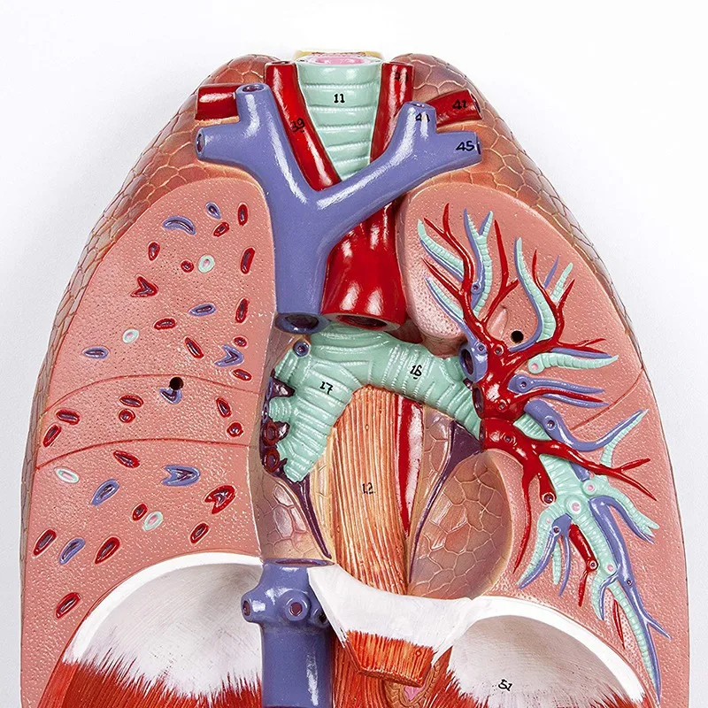Анатомическая Анатомия человека дыхательная система медицинская модель горла
