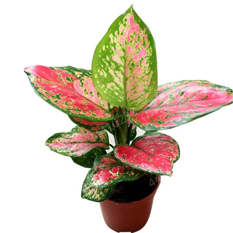 150 шт Искусственный diefffenbachia | Дом и сад