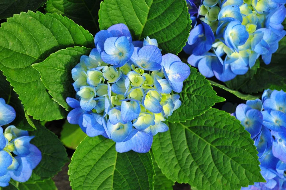 

Hydrangea Leaves Silicone Mold Fondant Veiner Gumpaste Mold Sugarcraft Resin Clay Cake Decorating Tools C331
