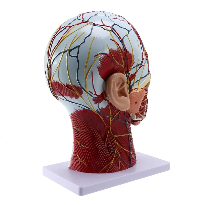 Human Anatomical Brain For Neuroscience Teaching With Labels 2 Times Life Size Anatomy Model Learning Science | Инструменты
