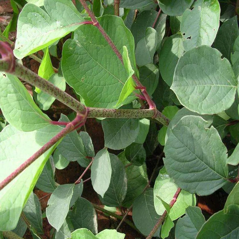 

Pure Natural Polygonum Cuspidatum Root Extract Powder,Resveratrol Powder,Giant Knot Weed,Tiger Stick,Antisenescence