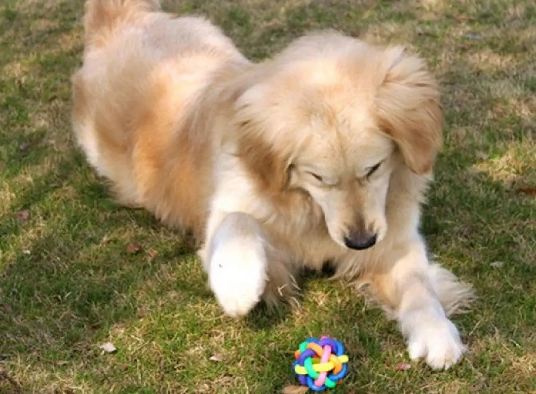 1pcs colorful ball dog toy cat with bell for small medium large pet product Chihuahua Yorkshire Poodle | Дом и сад