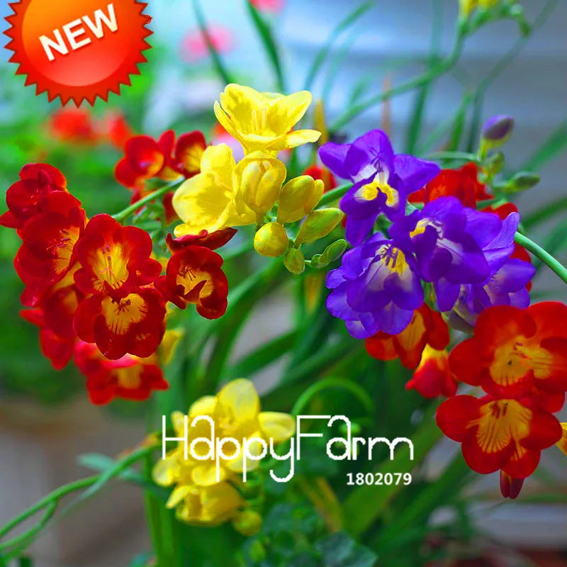 Бонсай Freesias великолепный сад красочные ароматные Цветочные растения Орхидея Флорес идеальные Цветочные Планты 100 Плант/упаковка