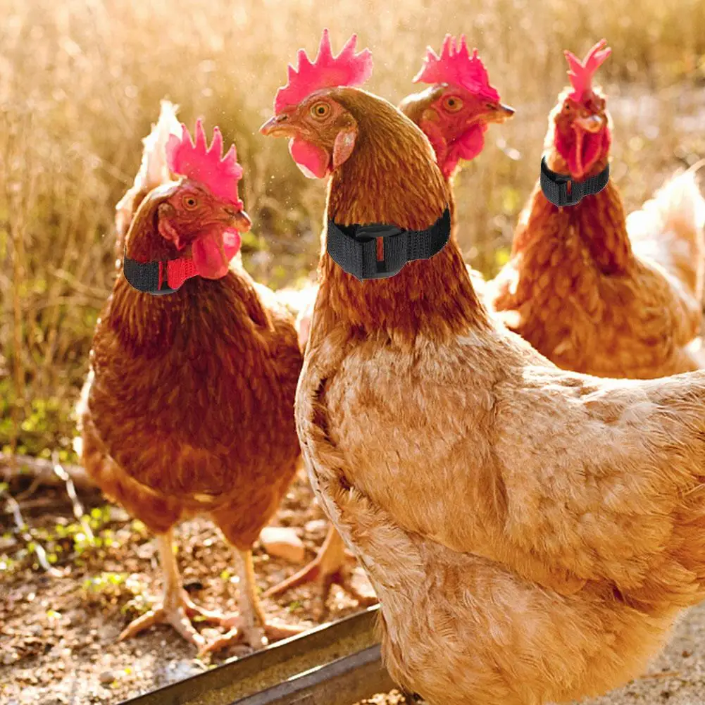 Ошейник Петух без вороны 2 шт. ошейник для курицы бесшумный с защитой от крючков
