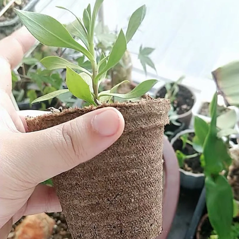 50 шт. 2 4 &quotБумага комнатных растений стартеры для рассады травы семян детской