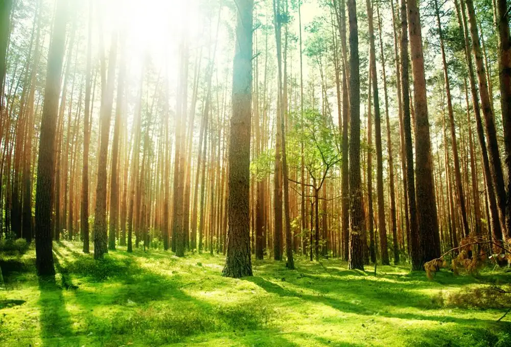 Современные занавески Блэкаут 3D для гостиной спальни s лес Пейзаж солнечный свет