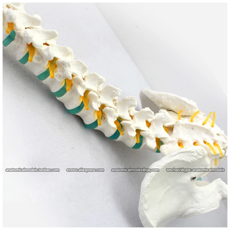 CMAM/12376 позвоночник таз прозрачный синий межпозвонковый диск голова бедра