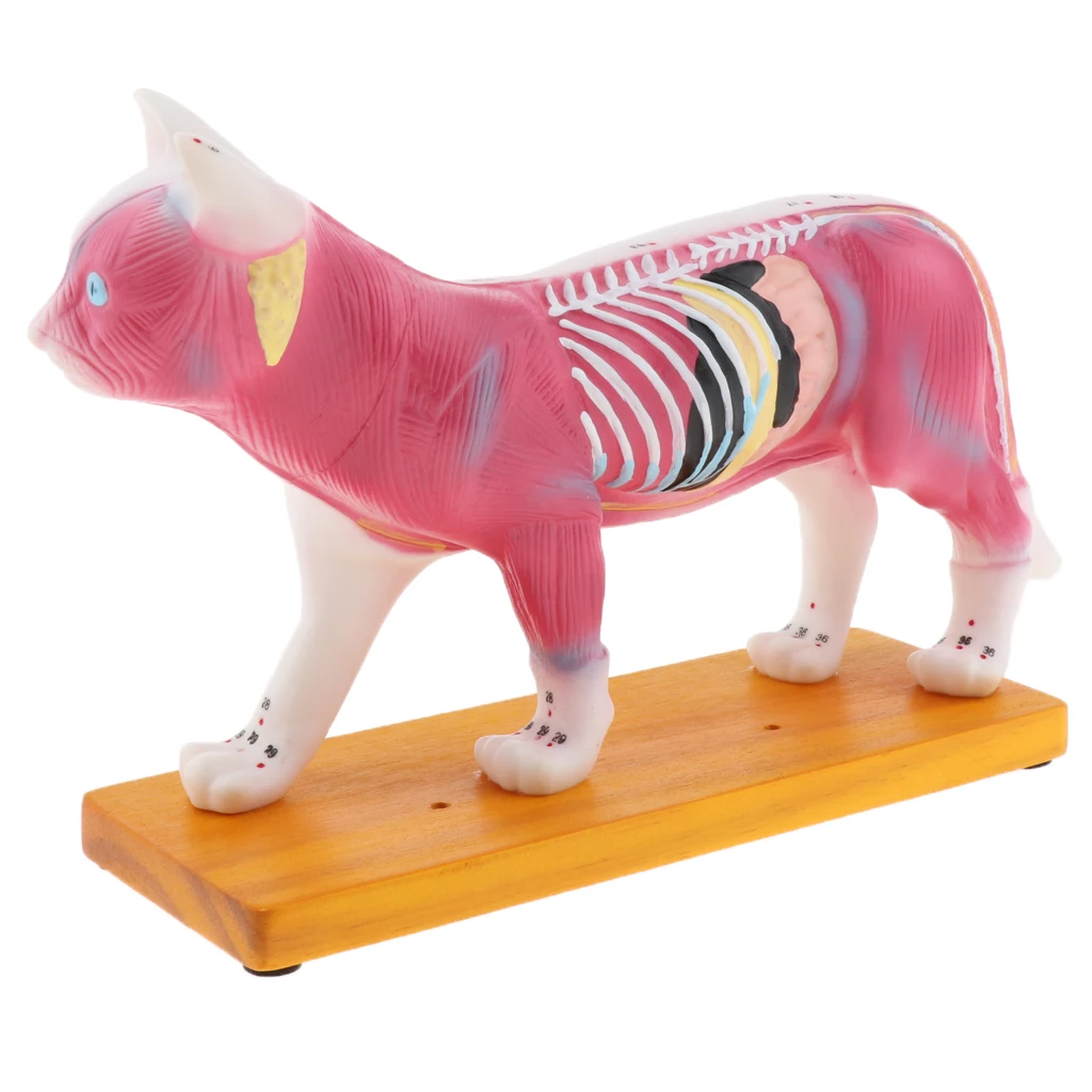 4D видение кошка анатомическая модель жизненный размер 36 акупунктурные точки