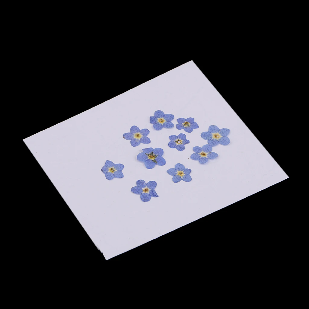 10 шт. натуральный прессованный высушенный цветок для художественного творчества